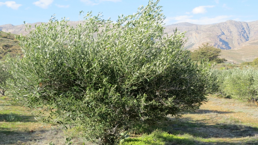 2 Bedroom Property for Sale in Swellendam Rural Western Cape